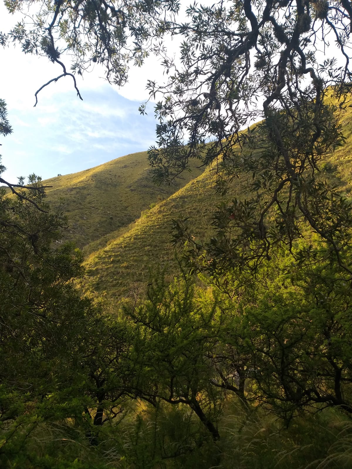 Espinillos y sierras